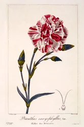 Dianthus caryophyllus, 1836